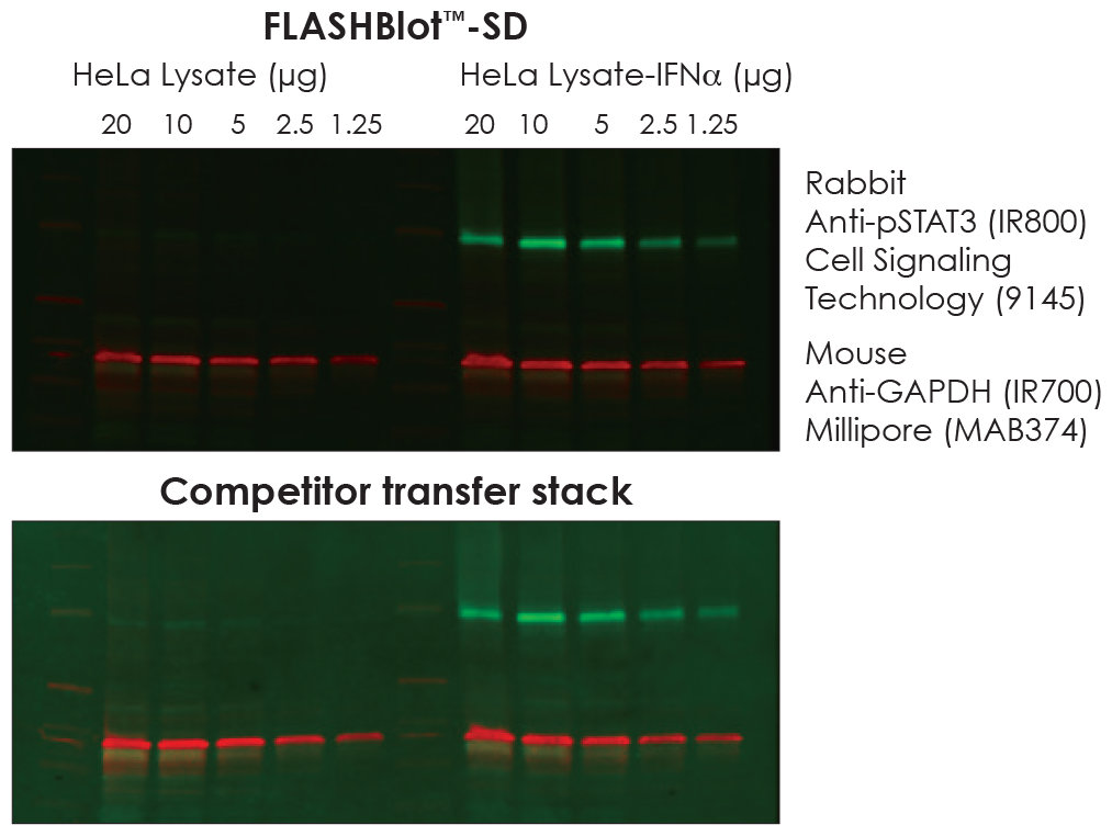 FLASHBlot-SD Transfer Buffer