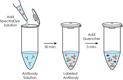 SpectraDye Antibody Labeling Kits