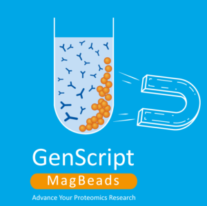 Protein A, G and A/G MagBeads